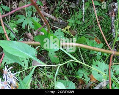 Aster de Lindley (Symphyotrichum ciliolatum) Plantae Banque D'Images