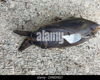 Insecta de l'est des orteils (Benacus griseus) Banque D'Images