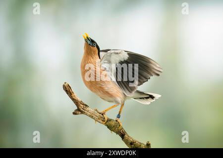 Étourneau brahminy ou myna brahminy, Sturnia pagodarum Banque D'Images