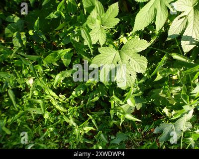 Houblon japonais (Humulus scandens) Plantae Banque D'Images