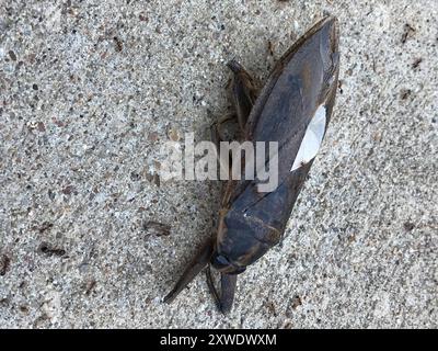 Insecta de l'est des orteils (Benacus griseus) Banque D'Images