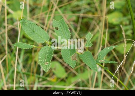 burnet canadien (Sanguisorba canadensis) Plantae Banque D'Images