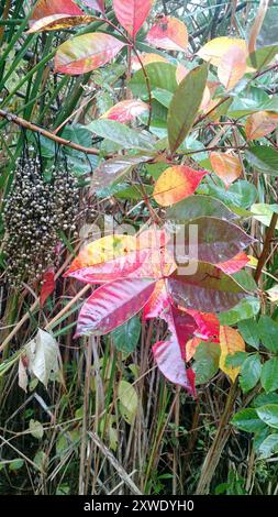 Poison sumac (Toxicodendron vernix) Plantae Banque D'Images
