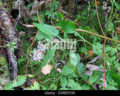 Aster de Lindley (Symphyotrichum ciliolatum) Plantae Banque D'Images