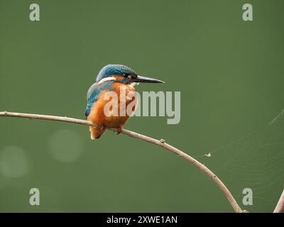 martin-pêcheur juvénile peut être frustrant avec les oiseaux privilégiant certains perchoirs, si votre emplacement n'est pas sur leur radar, pas d'images ! Banque D'Images