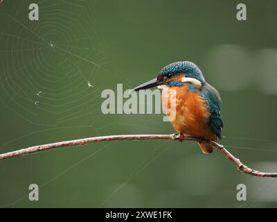 martin-pêcheur juvénile peut être frustrant avec les oiseaux privilégiant certains perchoirs, si votre emplacement n'est pas sur leur radar, pas d'images ! Banque D'Images