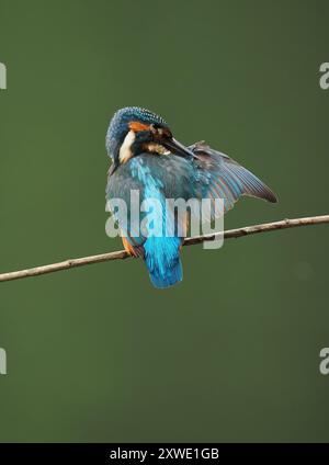 martin-pêcheur juvénile peut être frustrant avec les oiseaux privilégiant certains perchoirs, si votre emplacement n'est pas sur leur radar, pas d'images ! Banque D'Images