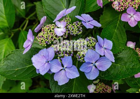 Hydrangea macrophylla 'Blue Wave'. Cette hortensia à floraison pourpre lacecap est une vivacité estivale. Banque D'Images