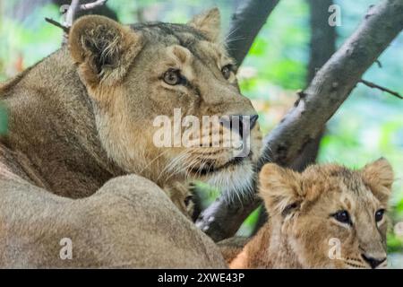 Londres, Royaume-Uni. 19 août 2024. Les petits lions asiatiques, Syanii, Mali et Shanti sortent pour voir le tableau de bord de leurs poids (à un peu plus de 5 mois) avec leur mère et leur père - London Zoo (ZSL) effectuent leur pesée annuelle. Prenant soin de plus de 10 000 animaux, les gardiens enregistrent les poids et les mesures des animaux - des informations qui fournissent un aperçu critique de leur santé et de leur bien-être. Crédit : Guy Bell/Alamy Live News Banque D'Images