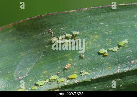 Colonie de pucerons à grains roses Metopolophium dirhodum stades aptériques sur feuille de maïs. Banque D'Images