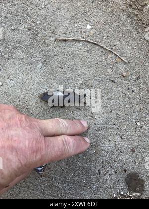 Insecta de l'est des orteils (Benacus griseus) Banque D'Images