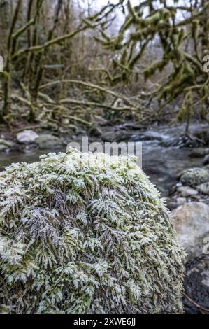 Nature embellie par le gel hivernal dans la vallée du Lasset près de Montségur, France Banque D'Images