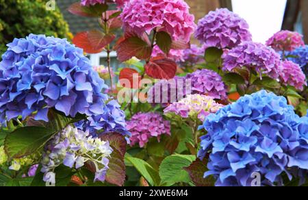 Fleurs rondes multicolores (bleu, rose, violet, violet) du jardin Banque D'Images