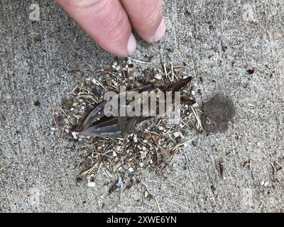 Insecta de l'est des orteils (Benacus griseus) Banque D'Images