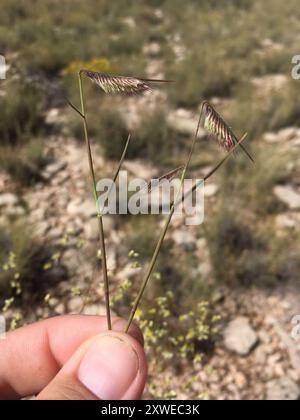 Grama poilu (Bouteloua hirsuta) Plantae Banque D'Images