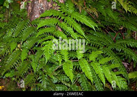 Woodwardia fimbriata (fougère à chaîne géante) est originaire de l'ouest de l'Amérique du Nord où elle pousse dans un habitat boisé humide. Banque D'Images