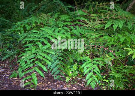 Woodwardia fimbriata (fougère à chaîne géante) est originaire de l'ouest de l'Amérique du Nord où elle pousse dans un habitat boisé humide. Banque D'Images