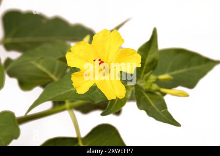 Fleur jaune de la plante mirabilis jalapa, don diego de noche, galan de noche, isolé sur fond blanc Banque D'Images