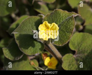 Gingembre sauvage debout ou gingembre chinois sauvage debout, Saruma henryi, Aristolochiaceae. Chine, Asie. Saruma est un genre monotypique de plantes à fleurs. Banque D'Images