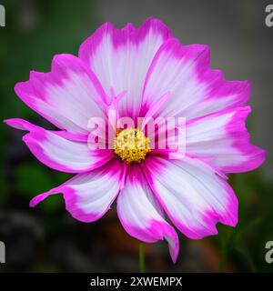 Cosmos caudatus Kunth Rose et Blanc Banque D'Images