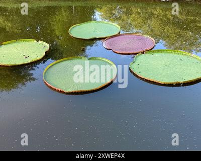 Victoria amazonica flottant sur l'étang. C'est une espèce de plante à fleurs et parmi les plus grandes de la famille des nénuphars Nymphaeaceae Banque D'Images