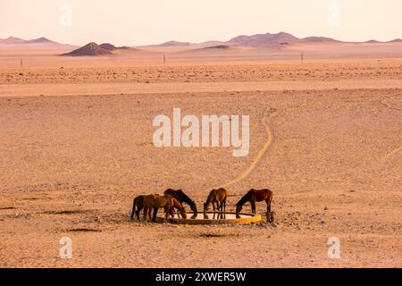 Un troupeau de chevaux sauvages du désert, buvant au trou de forage à Garup en Namibie tôt le matin. Banque D'Images