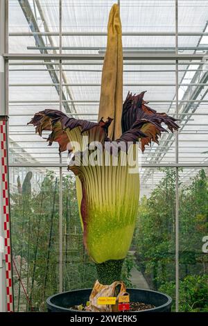 Le plus grand Titan Arum ou Amorphophallus titanum au monde, Livre Guiness des records avec 322,5 cm de hauteur, jardin botanique de Meise, Bruxelles, Belgique. Banque D'Images