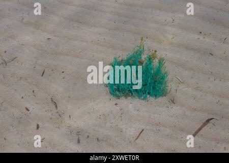 Bush d'une algue de couleur vert vif, poussant dans le sable, dans l'eau peu profonde sur la côte. Eau transparente de la mer Méditerranée. Djerba, tu Banque D'Images