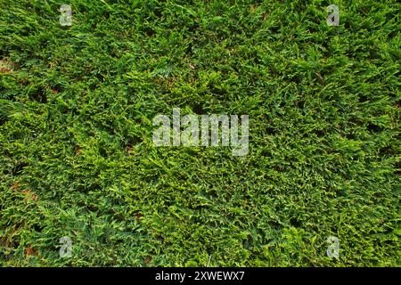 Fond texturé d'herbe verte de clôture de Thuja Banque D'Images