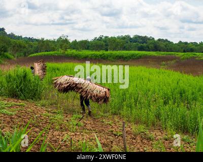 Paumari, Brésil - septembre 2017 : vue sur le fleuve Javari, affluent de l'Amazone pendant la basse saison des eaux. Hommes portant le toit en palmier tre Banque D'Images