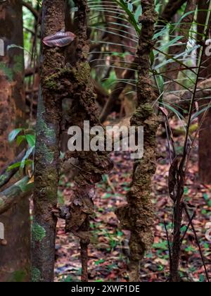Arbres énormes dans la forêt amazonienne, bassin de la rivière Amazone. Vallée de Javari, Amazonie. Amérique latine. Javari Valley est l'un des plus grands te indigène Banque D'Images