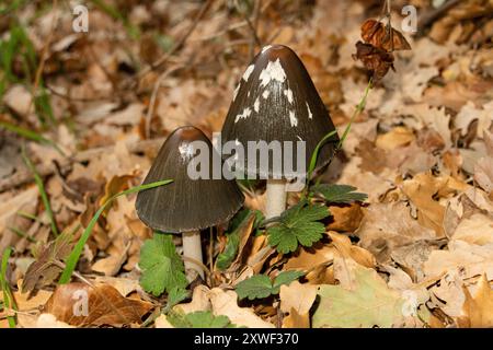 Coprinopsis picacea, communément connu sous le nom de champignon de la pie, champignon de la pie, ou champignon de la calotte d'encre de la pie, est une espèce de champignon de la famille des Psathyrellace Banque D'Images