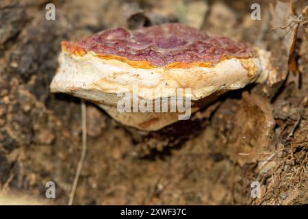 Ganoderma lucidum, communément appelé reishi, laqué conk, ou ling chih, est une espèce de Ganoderma de couleur rouge Banque D'Images