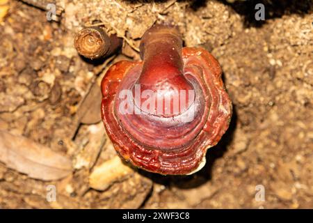 Ganoderma lucidum, communément appelé reishi, laqué conk, ou ling chih, est une espèce de Ganoderma de couleur rouge Banque D'Images