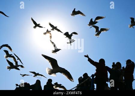 QINGDAO, 19 août 2024 (Xinhua) -- les touristes regardent les mouettes à Zhanqiao Pier spot pittoresque à Qingdao, dans la province de Shandong de l'est de la Chine, 24 janvier 2024. (Xinhua/Li Ziheng) Banque D'Images