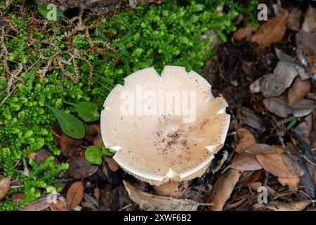 Champignon comestible Infundibulicybe geotropa, également connu sous le nom d'entonnoir de trooping ou tête de moine, est un tabouret en forme d'entonnoir. Banque D'Images