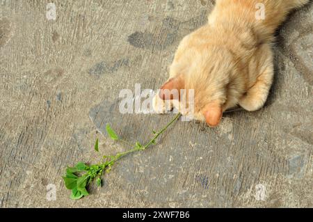 Un chat jaune profite de la plante Acalypha indica. Banque D'Images