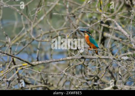 Un pêcheur roi est assis sur une branche au bord d'un lac. L'oiseau est entouré par les petites branches de l'arbre. Banque D'Images