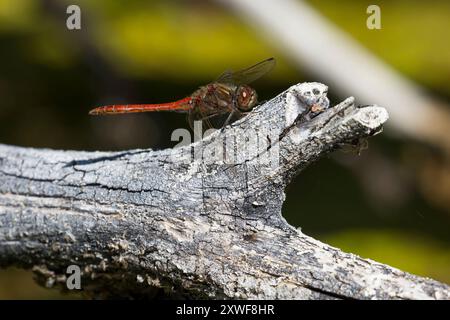 Gemeine Heidelibelle, Heidelibelle, Männchen, Sympetrum vulgatum, Vagrant Darter, Moustached Darter, homme, le sympétrum commun, Segeldiffen, Libellu Banque D'Images