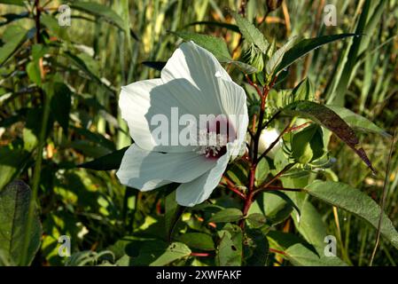 Fleur d'hibiscus blanche en Pennsylvanie Banque D'Images