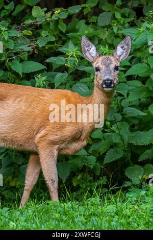Chevreuil d'Europe (Capreolus capreolus) femme / biche portrait en gros plan dans la prairie devant des orties piquantes à la lisière de la forêt en été Banque D'Images