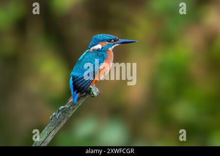 kingfisher commun (Alcedo atthis) juvénile, perché sur la branche au-dessus de l'eau de l'étang en été / août Banque D'Images