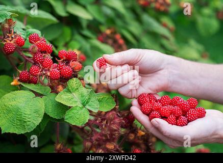 Mains de femmes cueillant des framboises mûres gros plan shooter. Concept de récolte. Des vinaigrettes japonaises fraîches Banque D'Images