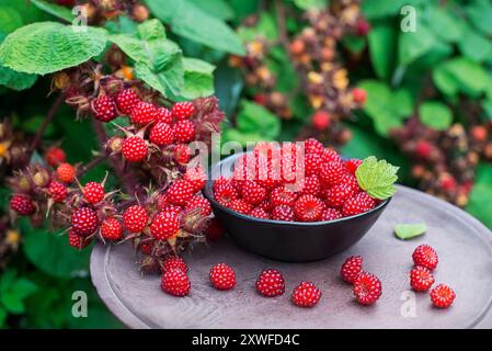 Prise de vue rapprochée sur les framboises mûres. Concept de récolte. Des vinaigrettes japonaises fraîches Banque D'Images