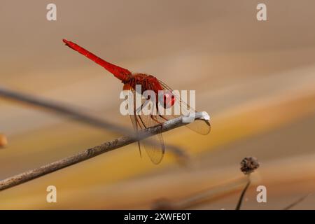 Libellule écarlate (Crocothemis erythraea) perchée avec un beau bokeh en arrière-plan, Bocairent, Espagne Banque D'Images