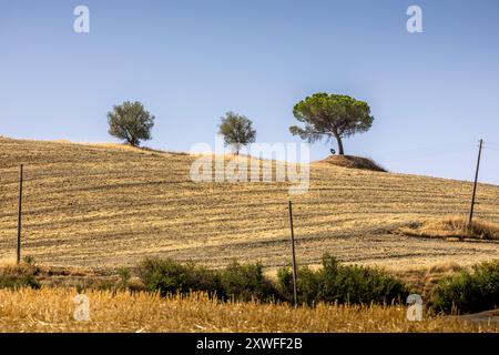 Asciano, Italie - 25 juillet 2023 : paysage toscan. L'un des endroits les plus célèbres de Toscane, près d'Asciano (Sienne). Italie Banque D'Images