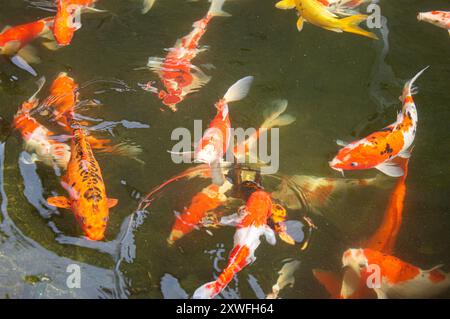 Poissons koï colorés dans le lac avec des reflets d'ombres d'arbres. Groupe de diverses grandes carpes koï colorées, kohaku ou poisson Kohaku Kohaku japonais. swimmin Banque D'Images