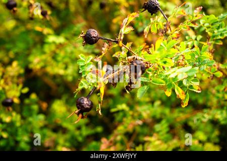 Gros plan des hanches flétries de Rose sur le Bush épineux avec feuillage vert en automne. Banque D'Images