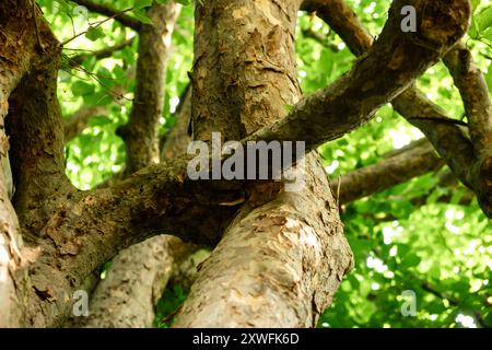 Gros plan de branches d'arbres dans une forêt verte luxuriante capturant la texture naturelle et le feuillage estival. Banque D'Images