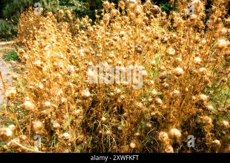 Champ doré de fleurs sauvages sèches dans le paysage naturel de la fin de l'été. Banque D'Images